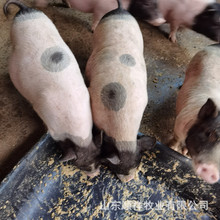 猪苗出售 巴马香猪头胎母猪价格 哪里有藏香猪 养猪场