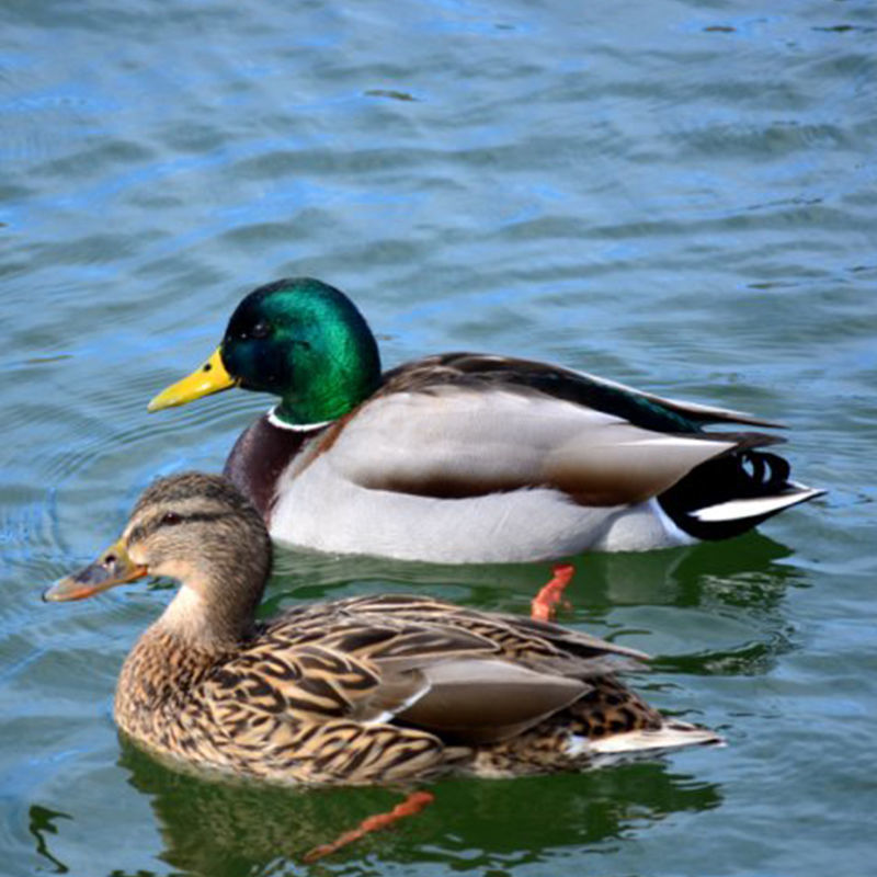顺丰湖北特产洪湖绿头鸭青头鸭飞鸭农家散养精瘦瘦肉型老品种麻鸭