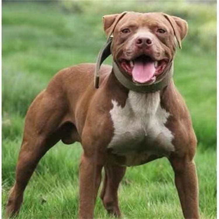 出售纯种比特犬活体黑色咖啡色比特幼犬斗狗比特犬狩猎犬打野猪