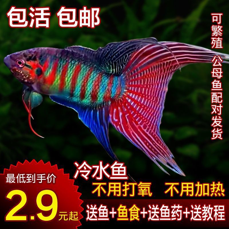 中国斗鱼活鱼养不死野生普叉斗鱼苗活体冷水鱼不加温