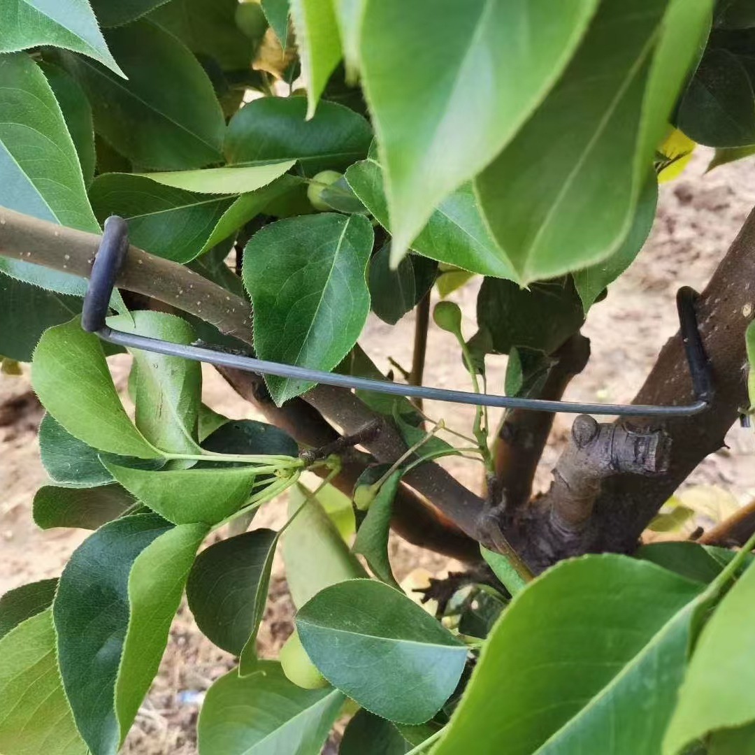 果树拉枝神器别枝器开角器压枝器弯枝器扭枝器万能型厂家多功能