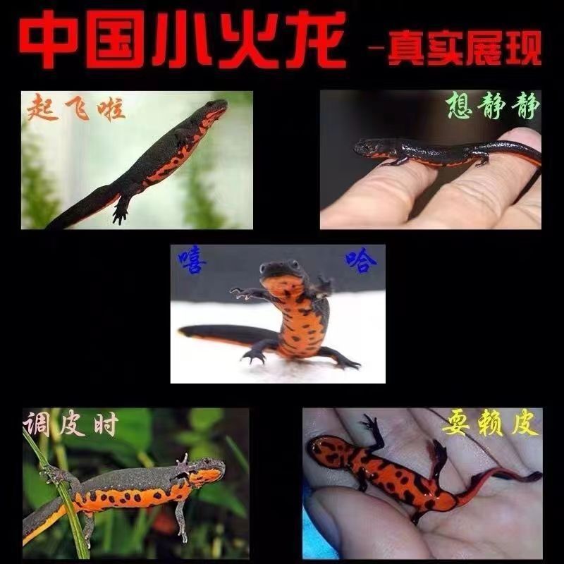 两栖网红萌宠中华蝾螈 小火龙鱼清道夫淡水清洁鱼缸加水发货-阿里巴巴