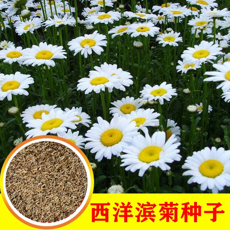 西洋滨菊种子白色大宾菊花籽花海草籽四季开花播阳台庭院观赏花卉