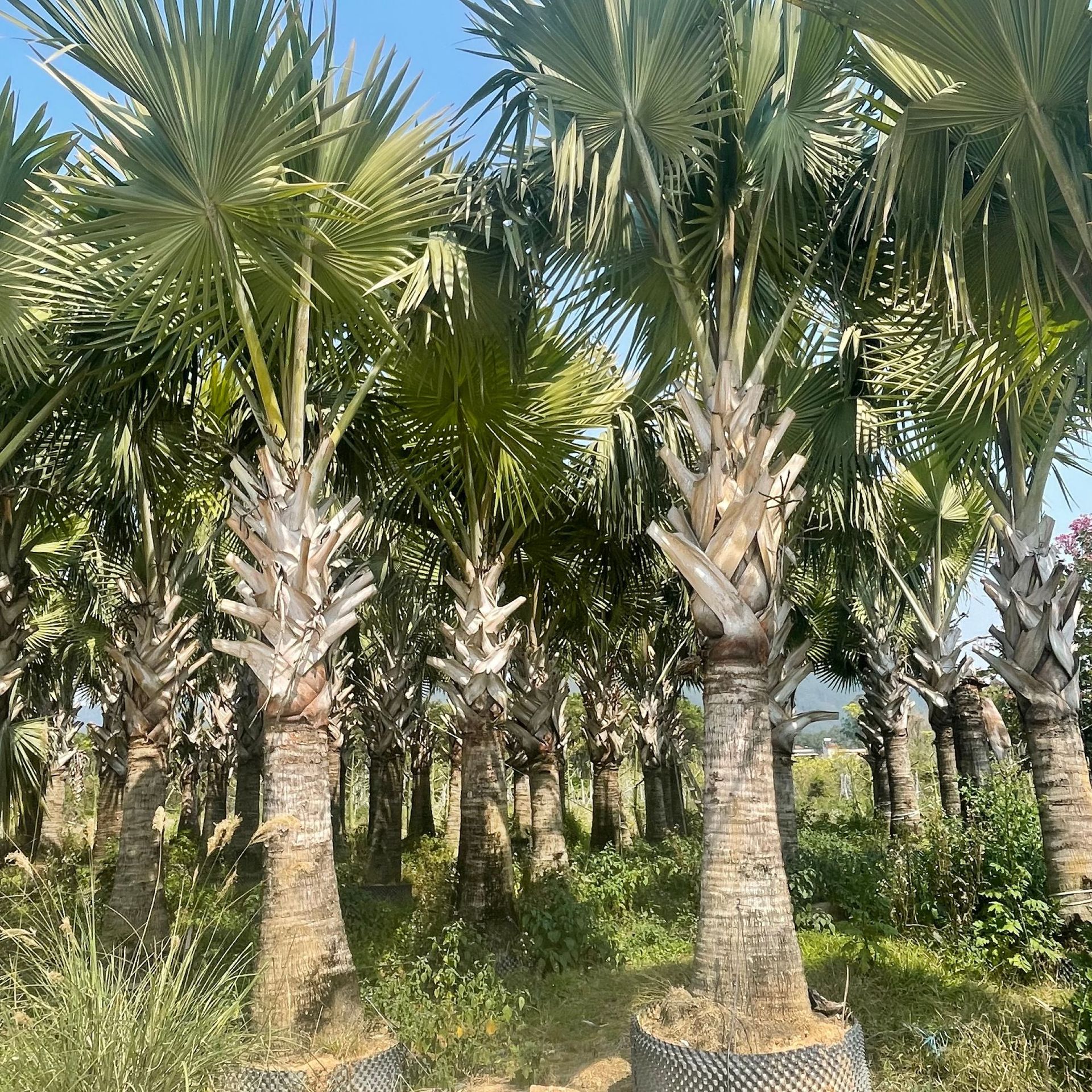 霸王棕棕榈树福建基地批发 棕榈树霸王棕 小区景观树霸王棕1-4米