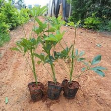 鸭脚木苗鹅掌木鸭脚木办公室客厅绿植盆栽