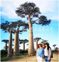 仿真面包树造景三角区域室内装饰仿生绿植景观假绿植盆栽摆件