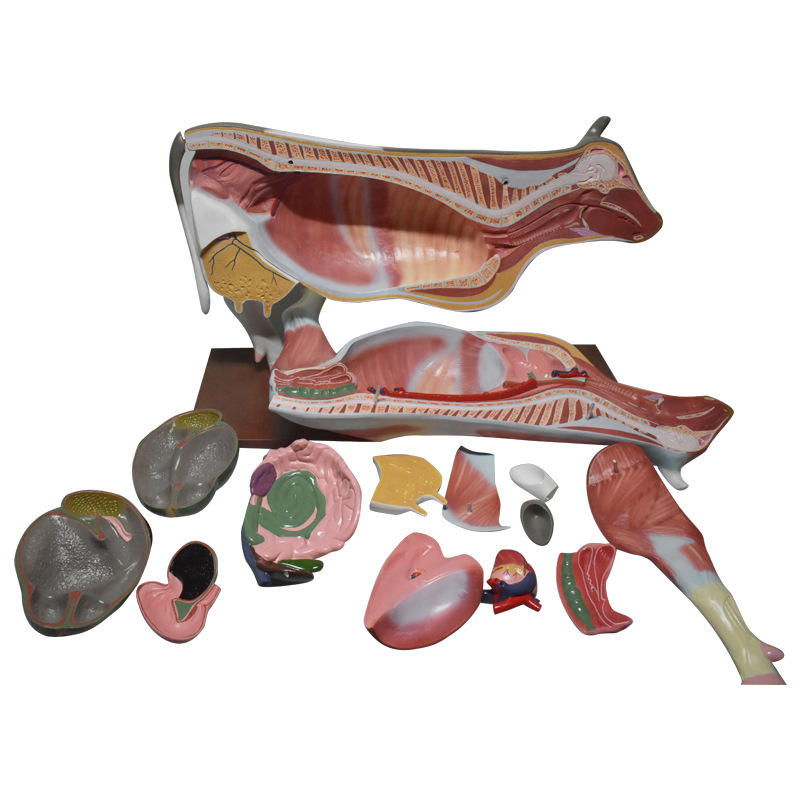 【牛解剖模型】现货批发动物模型牛解剖模型直发动物教学模型