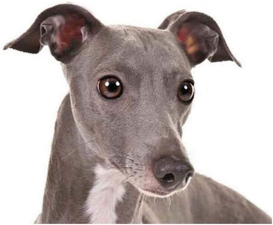 意大利灵缇犬钻石画