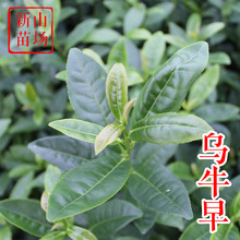 乌牛早茶苗 新品种特早梅占绿茶树苗茶叶树苗基地批发产区