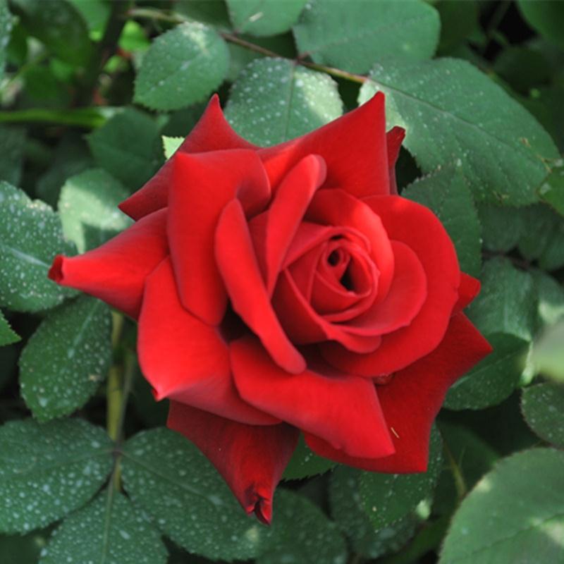 经典切花月季苗梅朗口红纯红色玫瑰花型四季开花大花浓香不垂头