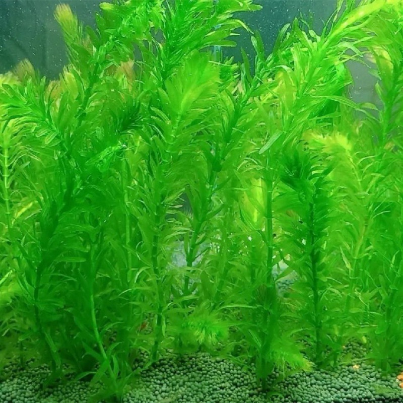 鱼缸水草植物真懒人蜈蚣草活体淡水造景水族箱增氧净化水质新手