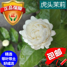 虎头茉莉 超重瓣四季开花浓香盆栽 大花茉莉 多年生植物开花不断