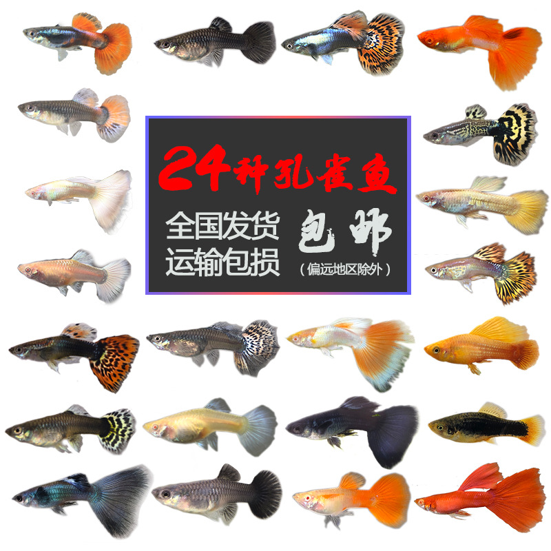 热带观赏鱼活体小型孔雀淡水鱼苗宝莲灯斑马清道夫红绿灯鱼灯科鱼