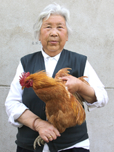 土鸡农家散养1.5-2年老母鸡苏北草鸡自养活鸡现杀月子鸡笨鸡