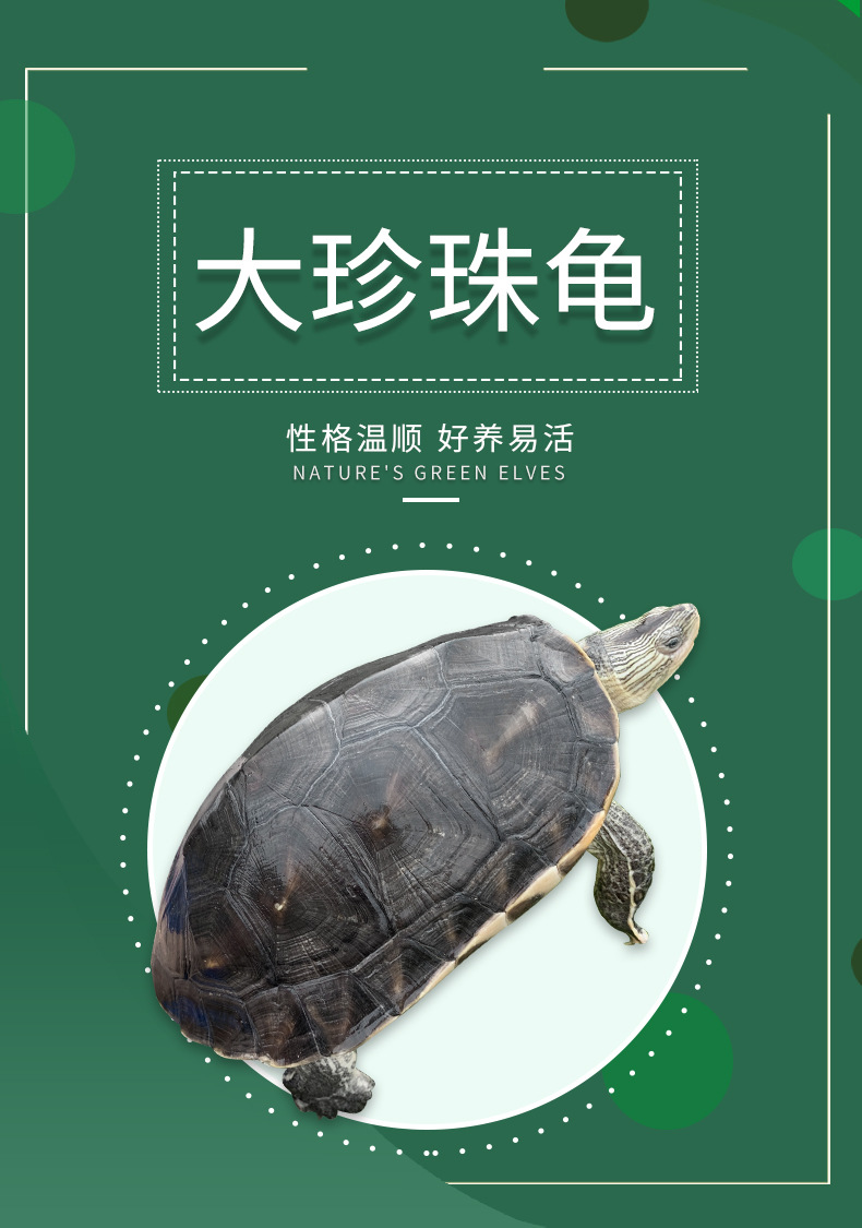 可食用超大珍珠龟活体花龟活物台湾草龟可食用龟活物直销批发包邮