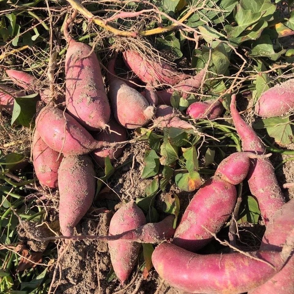 新鲜冰淇淋红薯批发10斤一点红番薯花心板栗薯粉糯白心地瓜5斤2斤