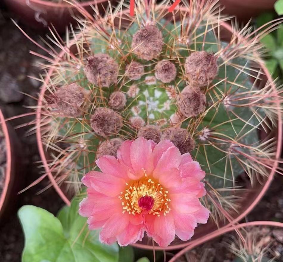 实生橙花青王 开花仙人球 室内绿植 基地批发