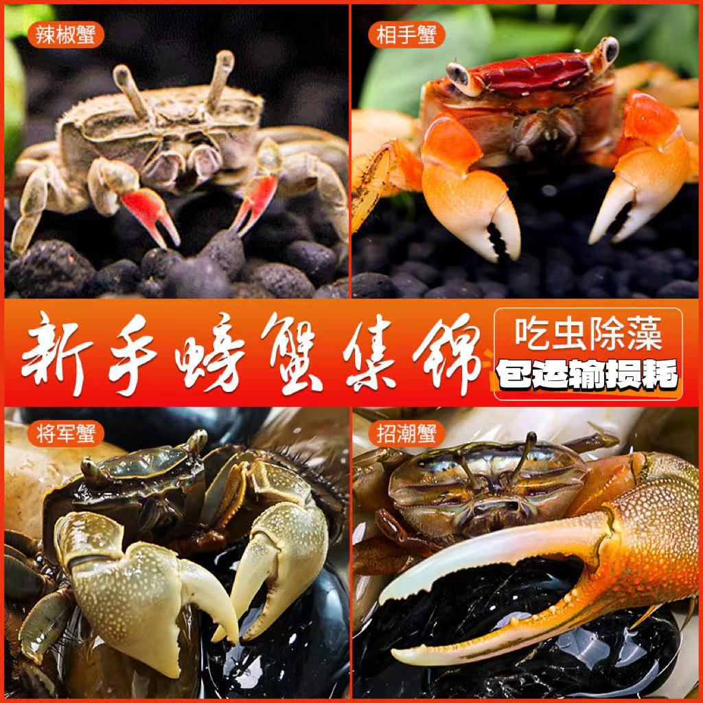 红钳相守蟹辣椒蟹观赏蟹相手蟹活体淡水蟹爬宠批发豆豆蟹摆摊螃蟹