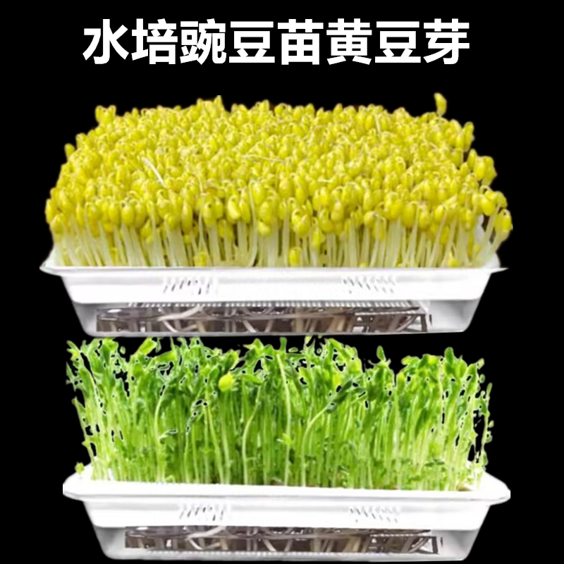 ll透明水培花盆育苗盘种植盆发芽展示盒无土水培植物豆芽芽苗菜种