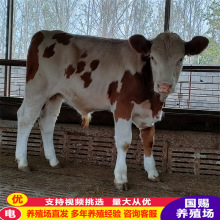 西门塔尔牛苗 改良黄牛犊养殖场 夏洛莱肉牛养殖场出售小牛犊