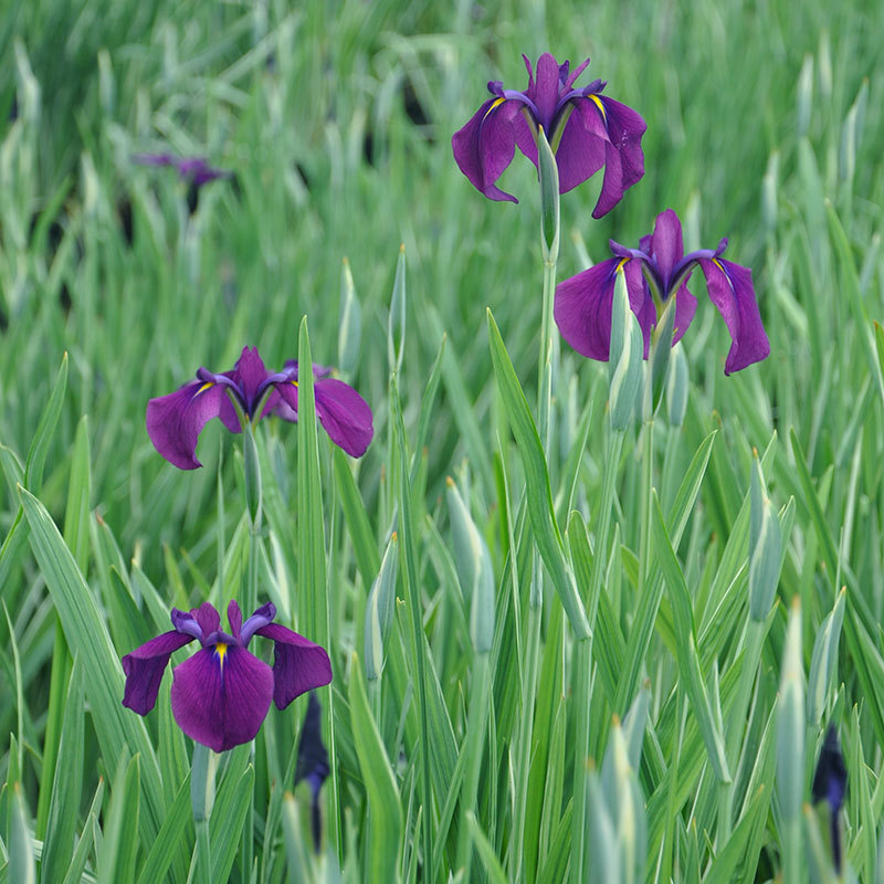 花叶玉蝉 水边沼泽植物 湿地公园花艺 水生 景观造景