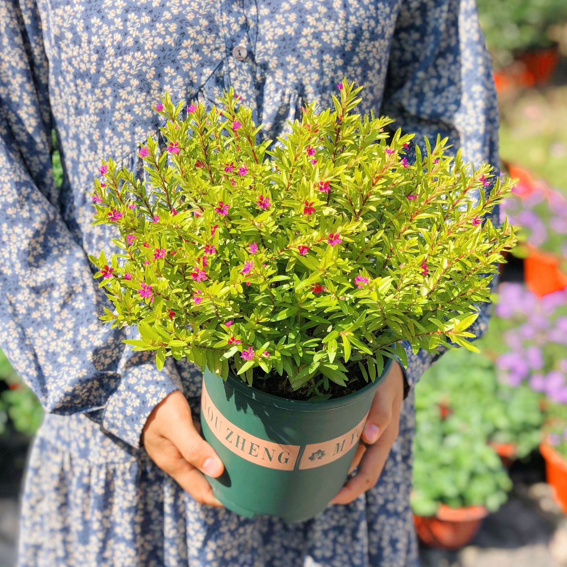 金叶满天星盆栽四季开花常绿工程绿化道路绿化耐寒耐热木本花卉