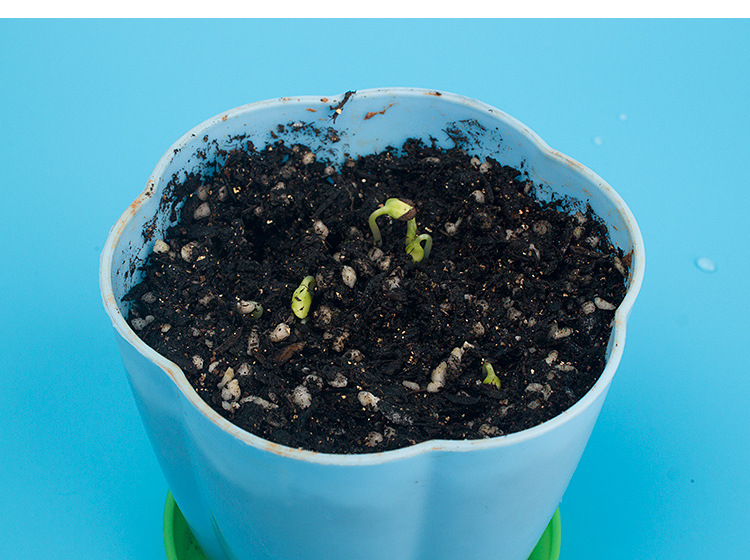 凤仙花的一生教材配套科学课程科技小制作趣味实验创客兴趣班作业