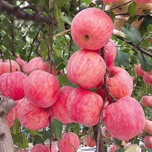 苹果树苗果苗当年结果冰糖心嫁接庭院果树盆栽地栽南方北方种植