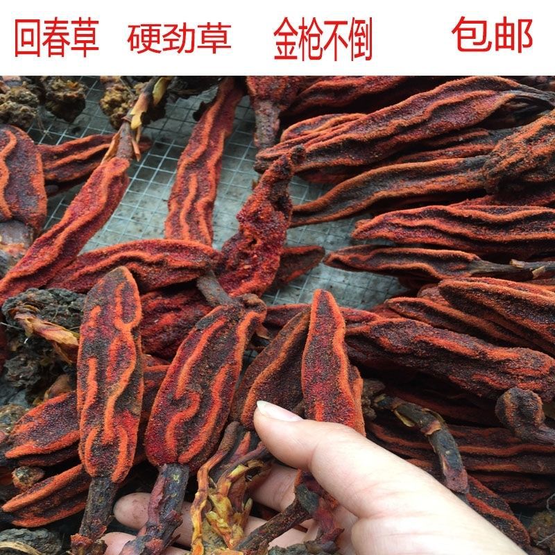 硬劲草不倒回春草云南苗家特产金里予生中药材泡酒料泡250克包邮