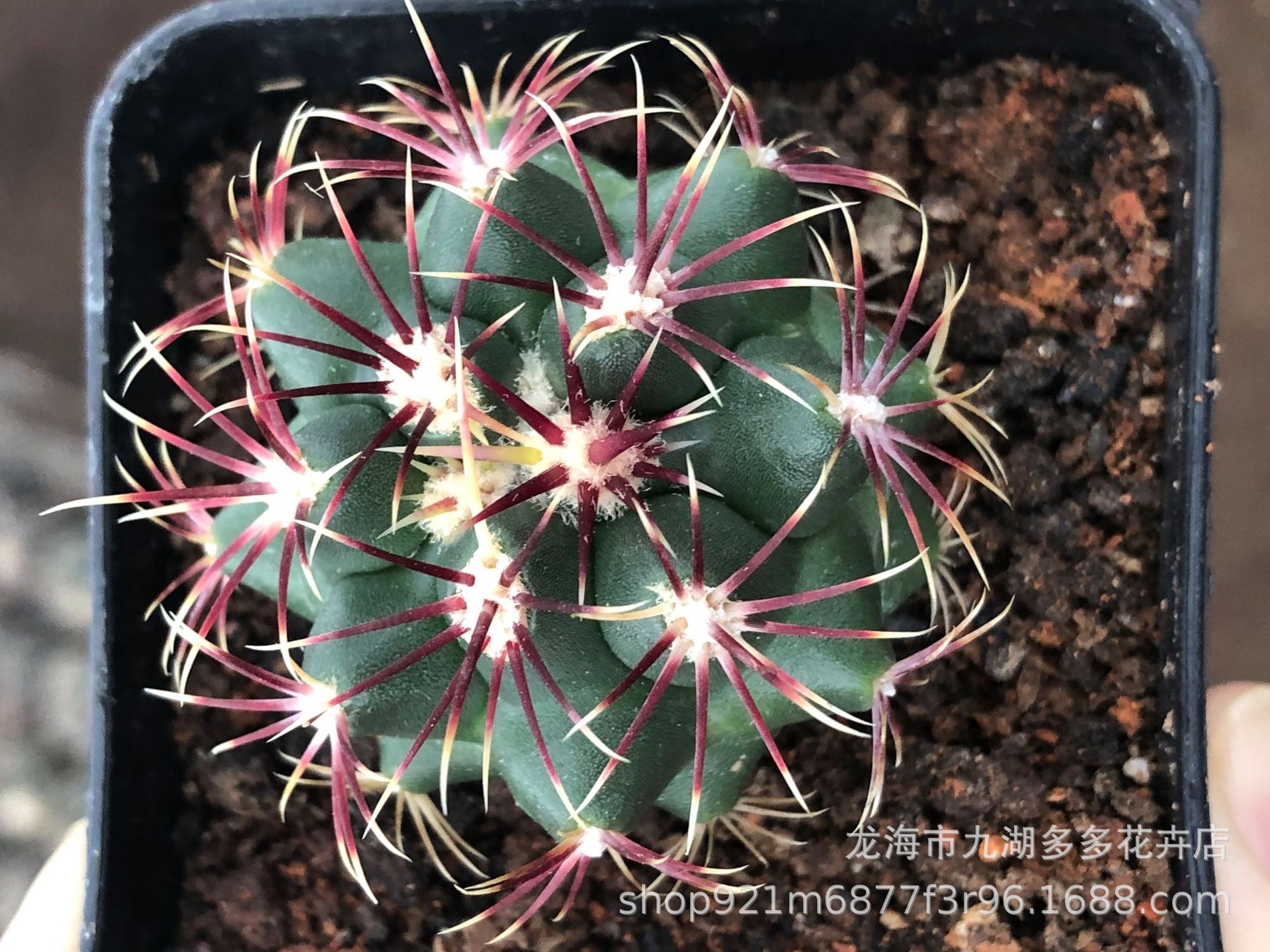 实生红莺/大统领仙人球 烟花刺 4-5cm 有根 盆栽 种子长大