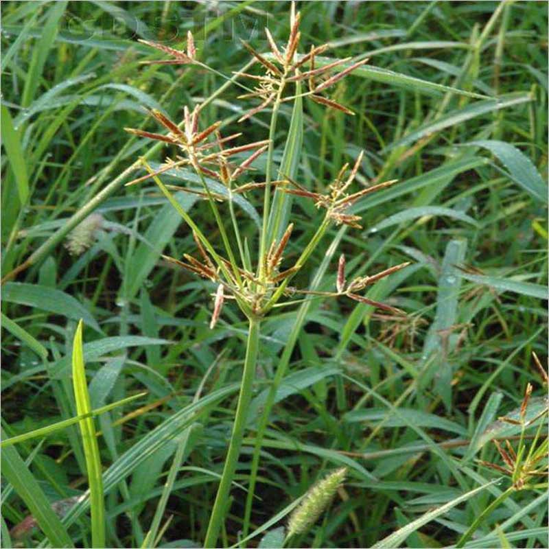 香附子种子 莎草种子 雷公头种子 地沟草 山芽草 土香头药材用