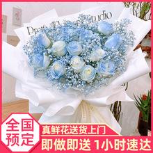 碎冰蓝玫瑰真花束满天星鲜花速递同城上海北京深圳广州配送店