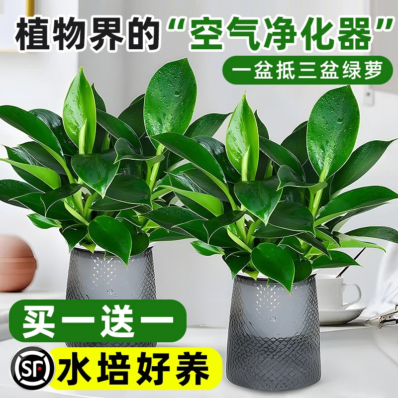 绿公主金钻盆栽室内植物绿萝箩水培绿植多肉办公桌面懒人花卉好养