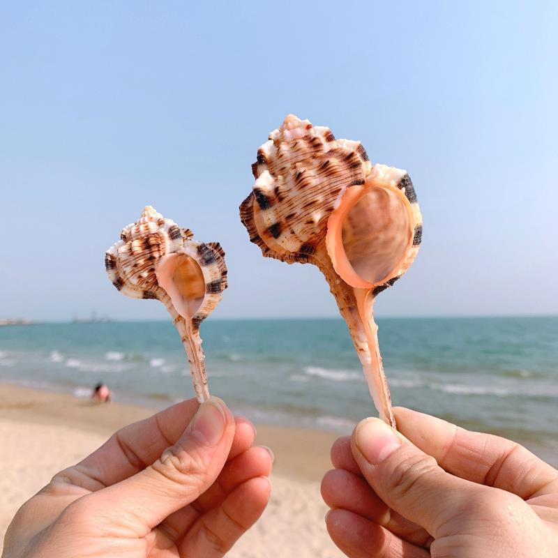 烟斗螺天然海螺贝壳鱼缸造景水族箱装饰品卷贝鱼寄居蟹备用替换壳