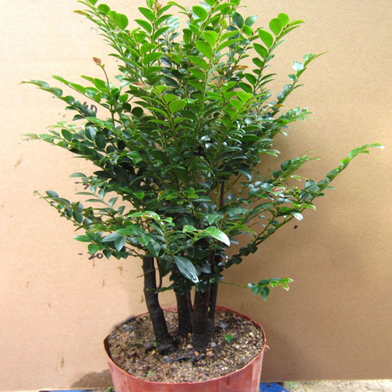 小叶紫檀盆景树桩室内客厅植物四季常青黑檀木老桩绿植盆栽-阿里巴巴