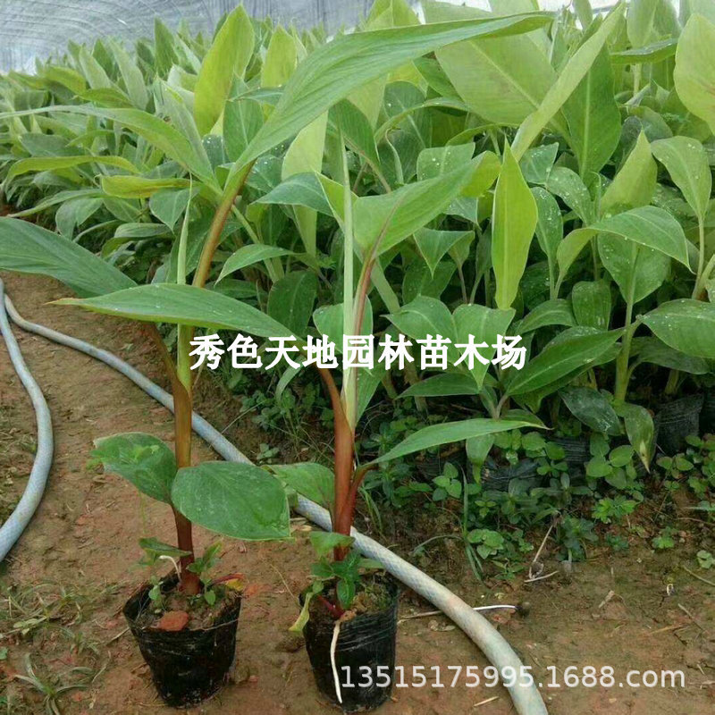 香蕉树苗南方四季芭蕉苗粉蕉矮化小米蕉树苗带土带叶盆栽地栽庭院