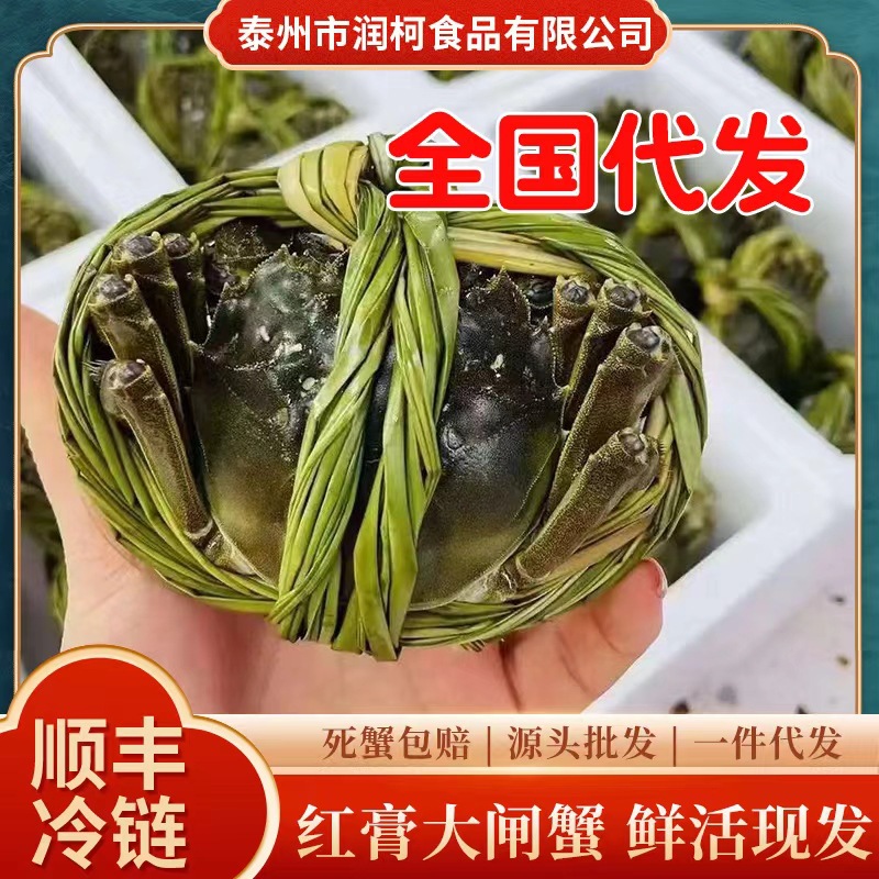 代发江苏大闸蟹团购现货鲜活螃蟹公母蟹海鲜水产批发顺丰发货