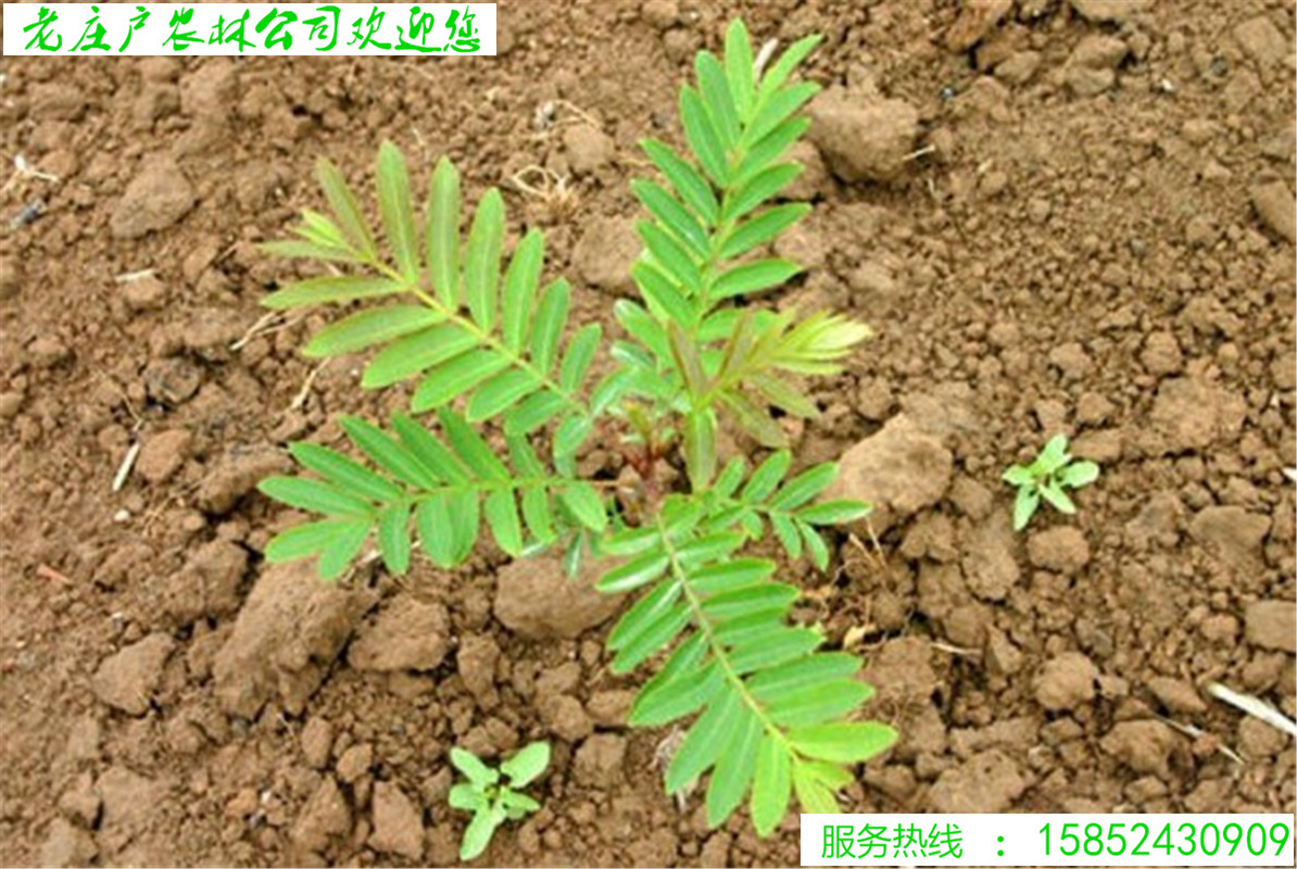 枫杨种子 枫杨树种子 麻柳种子 水麻柳种子 燕子树蜈蚣柳树种子