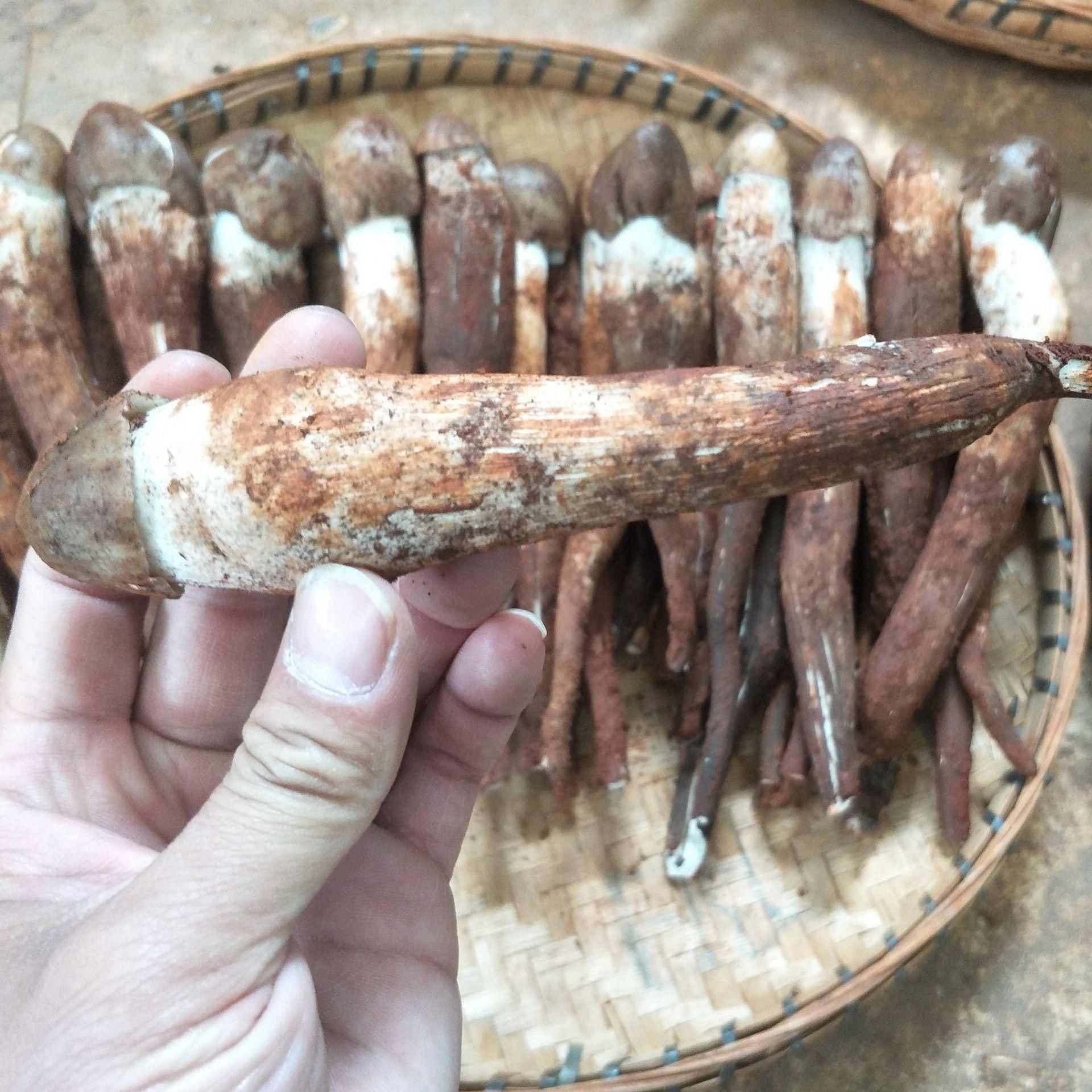 云南特产一件代发包邮新鲜野生菌鸡枞新鲜鸡枞鸡松茸批发