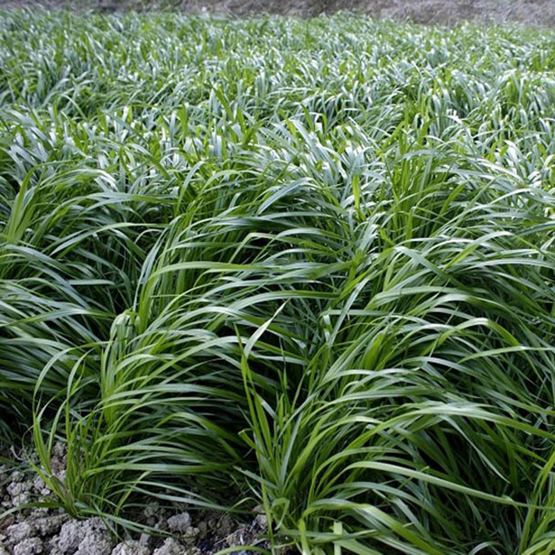 牧草种子耐寒多年生黑麦草种籽南北方种畜牧养殖鸡鸭鹅牛羊马猪鱼