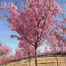 樱花树苗日本晚樱南方北方种植盆栽地栽四季常青开花庭院绿化树苗