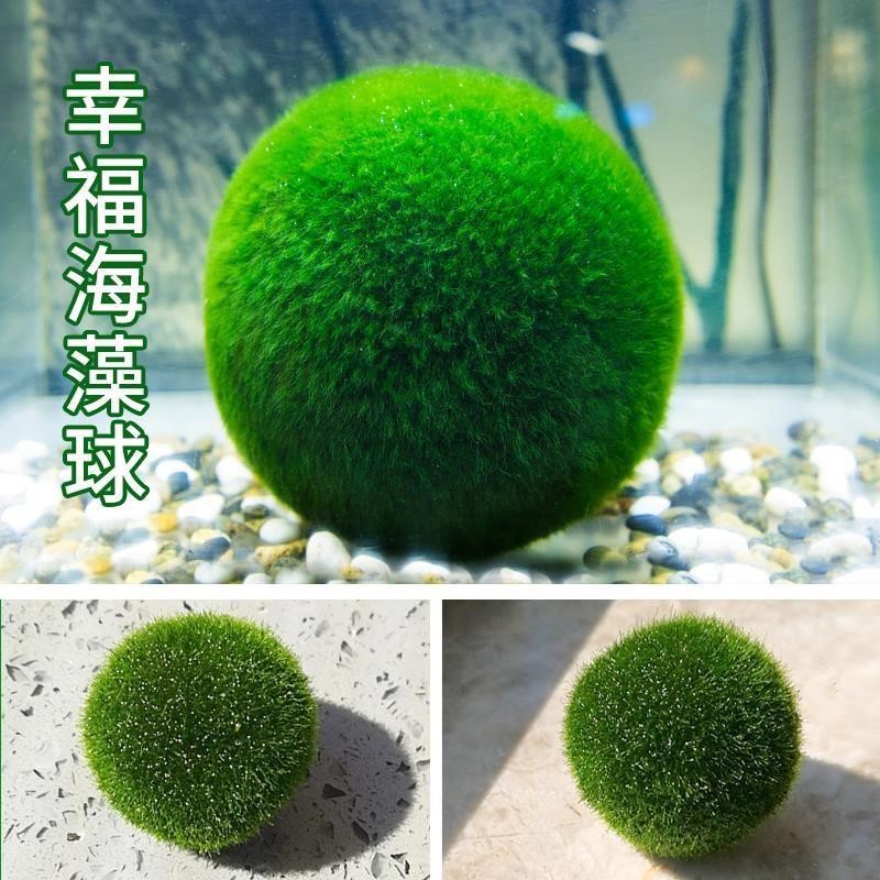 长绒藻藻种海藻球微景观生态鱼缸水培植物淡水球藻创意迷跨-阿里巴巴