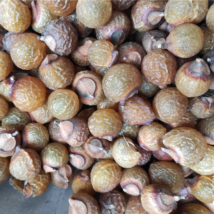 供应无患子果 皂角果 无患子种子 量大从优洗手果 无患子皂角