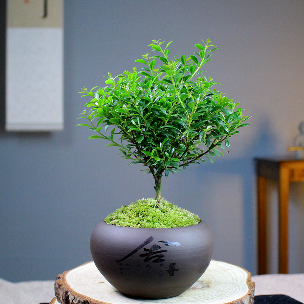 舍得小叶赤楠桌面小盆栽白发藓绿植客厅工作室植物好养易活小型