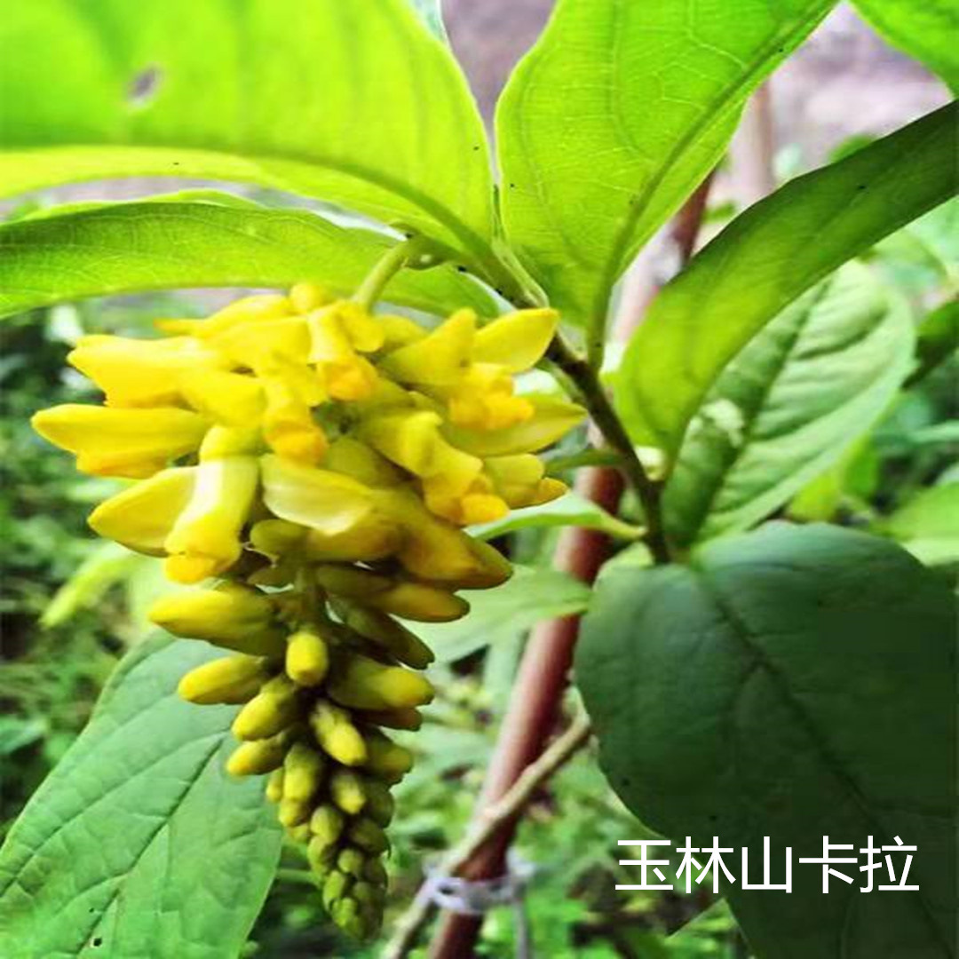 黄花倒水莲 黄花大远志观音串倒吊王倒吊黄根 玉林中药材大量批发