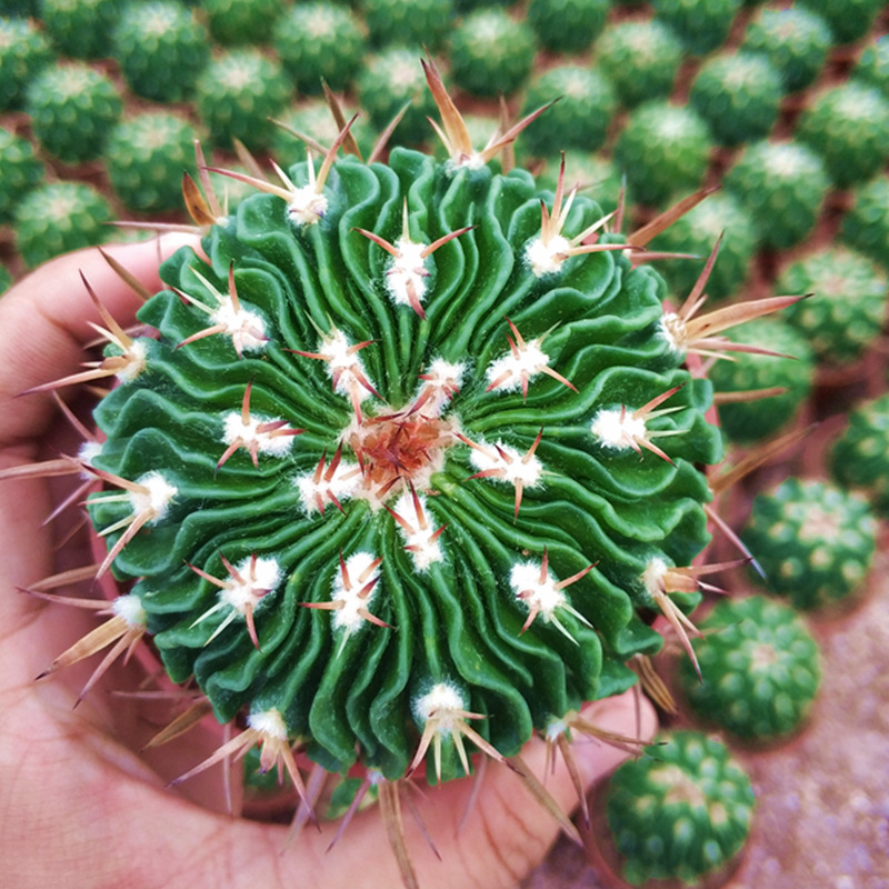 【名贵仙人球】盆栽仙人科类植物实生大颗桌面多肉绿植开大花绿植