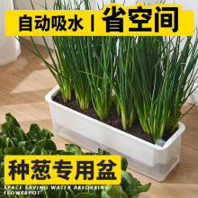 室内种葱自吸水小花盆长盆薄荷种菜盆阳台种菜种植蔬菜草莓专用箱