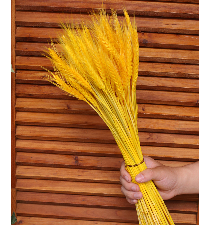 天然麦穗干花花束开业大麦客厅田园装饰摆件干花插花拍摄道具包邮