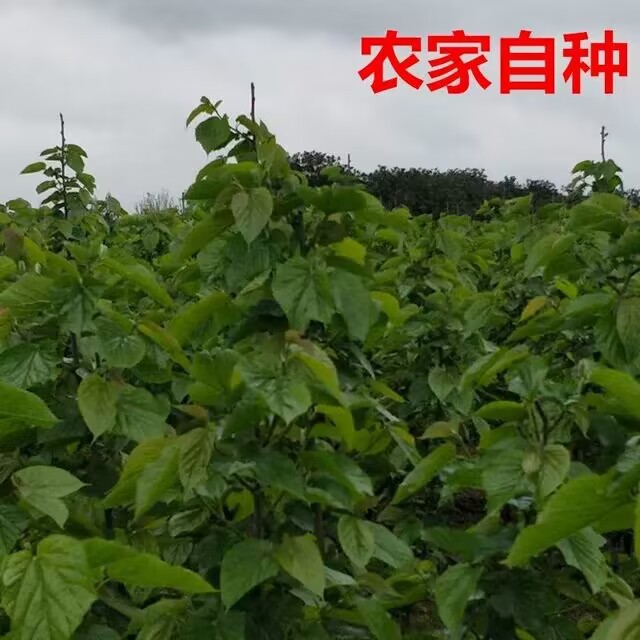 新鲜桑叶蚕宝宝食物饲料学生养蚕大叶小叶小蚕嫩桑叶现摘活蚕桑叶