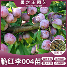 脆红李子树苗紫皮黄肉离核脆李苗易存活正8月中成熟大小均匀结实